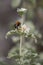 BranchedÂ Horehound, Marrubium peregrinum, flowers and bumblebee